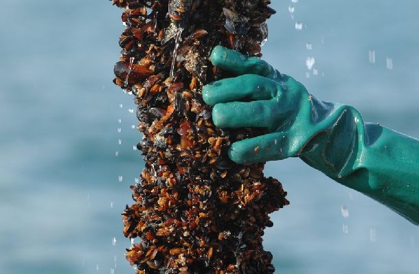 Мидена и рибовъдна ферма получиха над 710 хил. лева от програма „Рибарство”